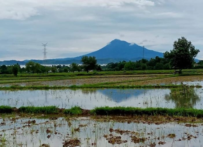 Persawahan Gampong Seureumo